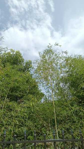 wx_camera_1721356239434.jpg